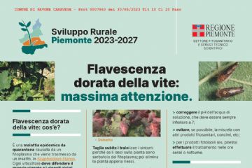 FLAVESCENZA DORATA - COMUNICAZIONI E DOCUMENTAZIONE 2023 PER I COMUNI VITICOLI DELLA PROVINCIA DI TORINO
